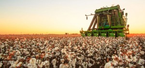 A cotton picker glides through a southwest Oklahoma field during harvest.