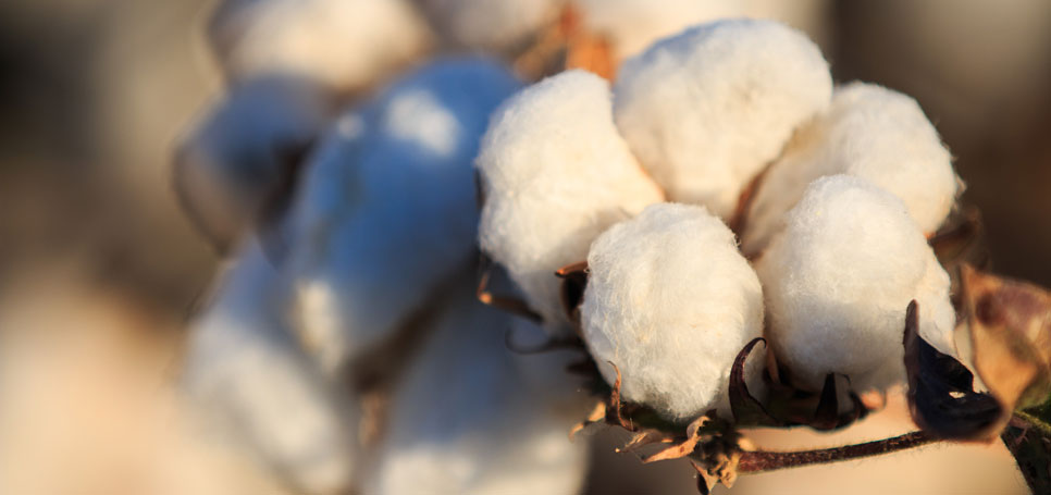 GMO cotton boll