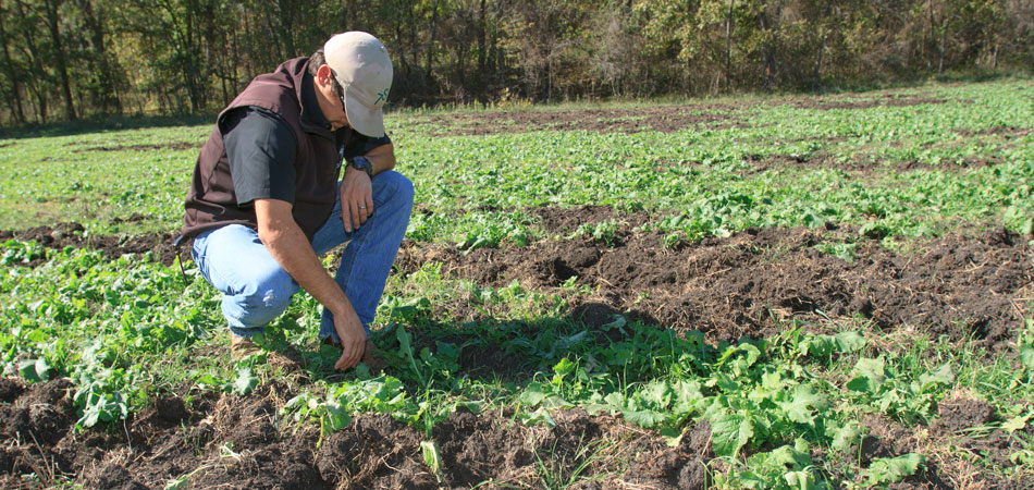 A farmer examines a field damaged by feral hogs.