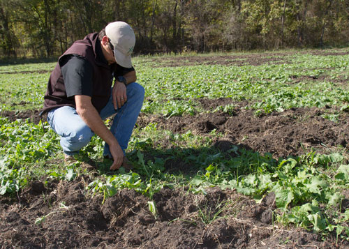 Feral hog damage