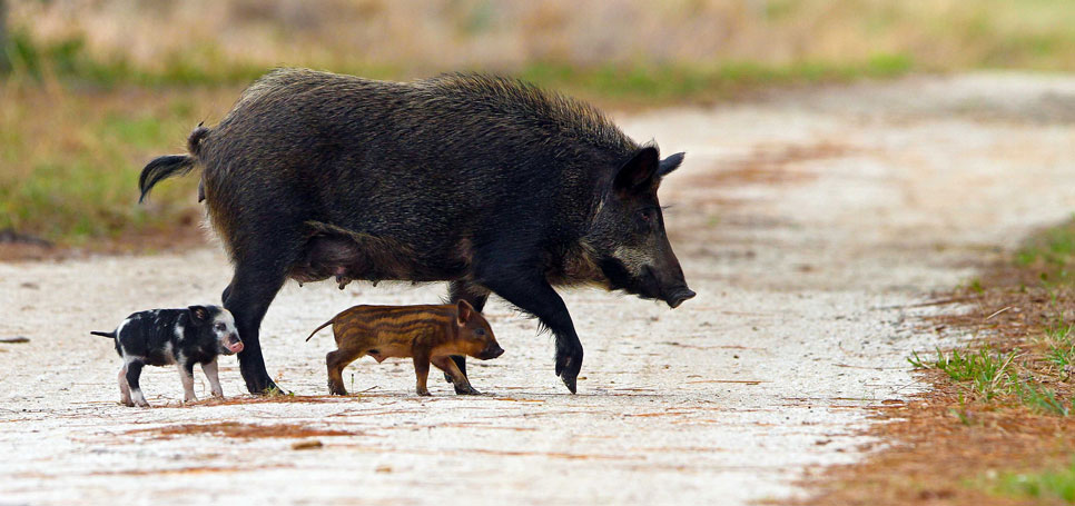 A feral pig and its piglets cross a rural road.