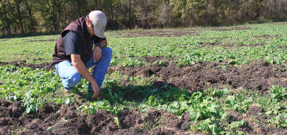 A rancher examines feral hog damage in his field.