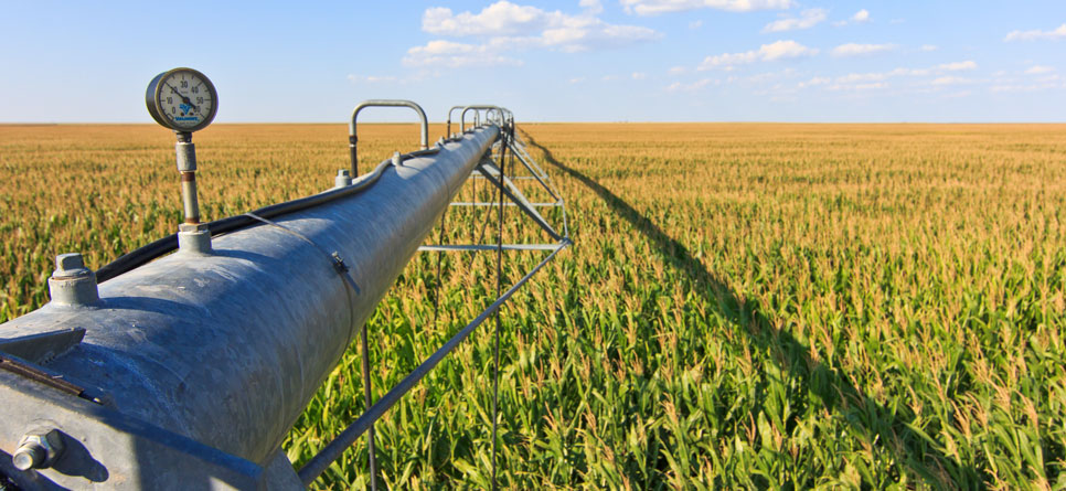 A center pivot irrigates a field of corn.