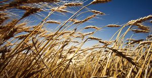 Wheat stands ready to be harvested in an Oklahoma field.