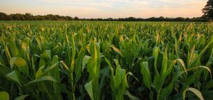 Genetically-modified corn grows in an Oklahoma field.